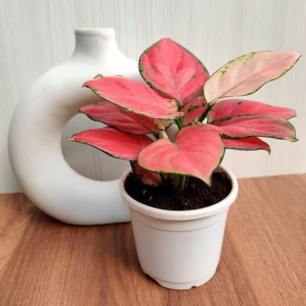 Aglaonema Red Valentine Indoor Live Plant with Decorative Leaves, 5 Inch Nursery Pot,(Pack of 1) NLH_11-image-17
