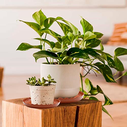 Aynaxcol 12 Pack White Plant Trays 3 Sizes Plastic Round Wave Plant Saucer Flower Plant Pot Saucer Terracotta Drip Trays For Indoor Outdoor Flower Pots And Planters, With 20Pcs Green Plant Labels #TOP2
