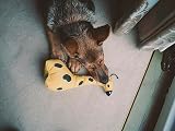 BecoThings Beco Pet BPT-004 Hundespielzeug - George The Giraffe, M