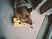 BecoThings Beco Pet BPT-004 Hundespielzeug - George The Giraffe, M