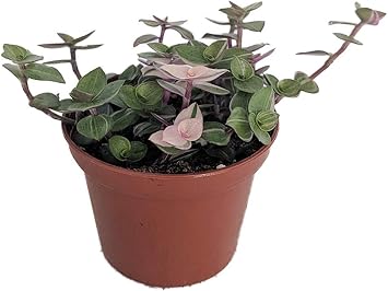 Bolivian Pink Jewel -Turtle Vine - Inch Plant - Callisia Repens VAR. - 3.7" Pot