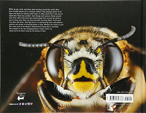 Bees: An Up-Close Look at Pollinators Around the