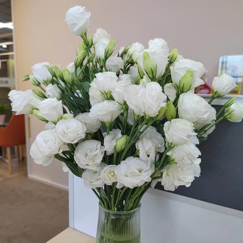 semi di lisianthus di campo, aiuole rialzate di lisianthus da balcone resistenti per il giardino 180pcs