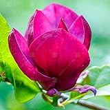 Magnolie 'Genie' | Lila Tulpenmagnolie | Zierbaum | 5-6ft