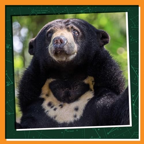 Sun Bear Rescue Mission