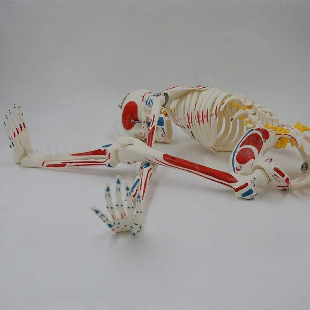 Anatomisches Modell 85 cm Menschliches Skelett Modell mit Nerven, Venen und Arterien und herausnehmbaren gelenkige Backe Display ideal für die Medizinstudenten und Studienmodell d Steht
