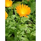 Urtekram Tsa Calendula Officinalis Fiori 50ml 1 pezzo 300g