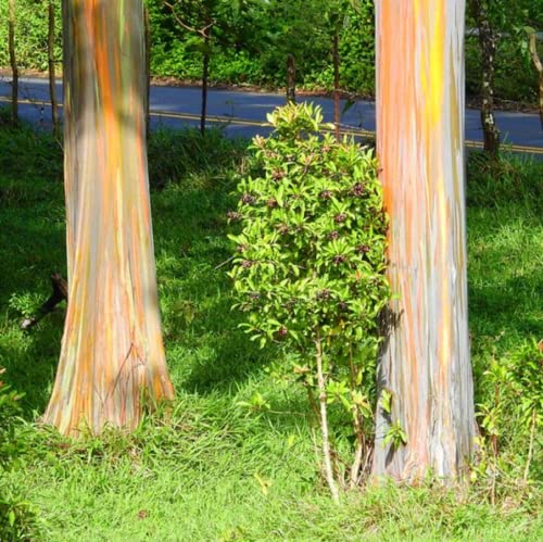 Chuxay Garden Rainbow Eucalyptus Tree 500 Seeds Eucalyptus Deglupta Plant Large Focal Landscape Tree Providing Shade Privacy Screen Makes Great Edging #TOP2
