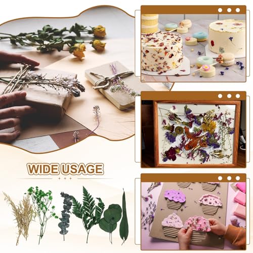Conjunto Natural de Flores Secas Para Manualidades miniatura 6