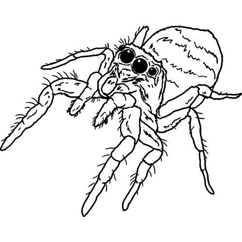 Azeeda A8 'Springende Spinne' Stempel (Unmontiert) (RS00038585) Cover