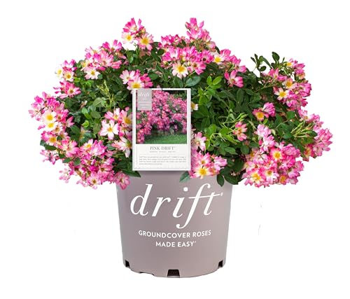 Pink Drift Rose (1 Gallon) Flowering Ground Cover Roses with Pink Blooms - Full Sun Live Outdoor Plant - Drift Ground Cover Roses