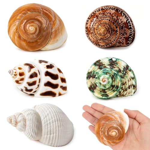 5PCS Medium and Large Hermit Crab Shells | Natural Sea Conch Size 2.2 - 3.4 Opening Size 1.5 - 2 | Turbo Seashells for Hermit Crab Supplies and Beach Decoration Medium Large Sea Shell