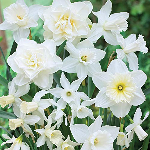 Narcissus White Daffodil Bulbs White Diamonds Flower Mixture Garden Daffodils 20 Bulbs by Thompson and Morgan