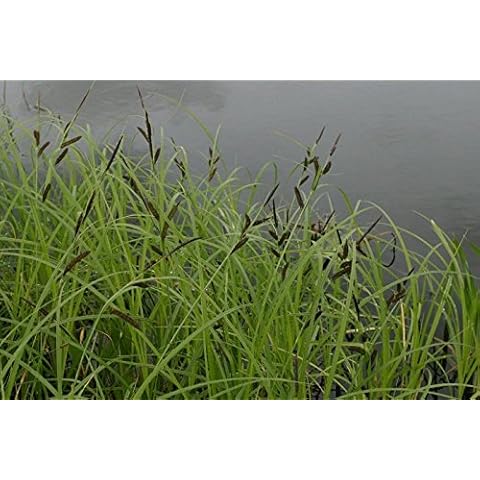 2 Native Pond Plants with Pot and Compost Cover