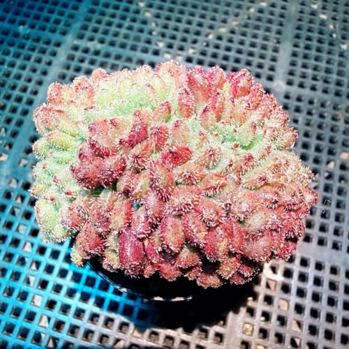 綴化」の人気商品一覧 | 安い商品を通販サイトから探す - 価格.com