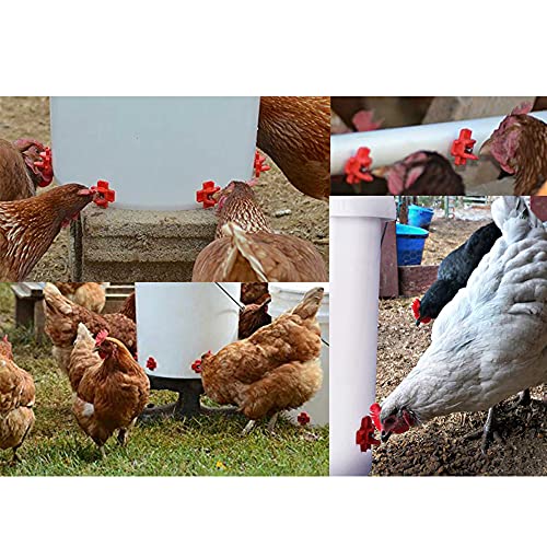 PLCatis Geflügel Wassertrinker 10 Stücke Automatische Nippeltränke Rot Wassernippel Feeder Huhn Automatische… – Bild 4