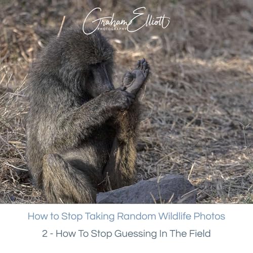 Stop Taking Random Wildlife Photos E2/4: How to stop guessing in the field