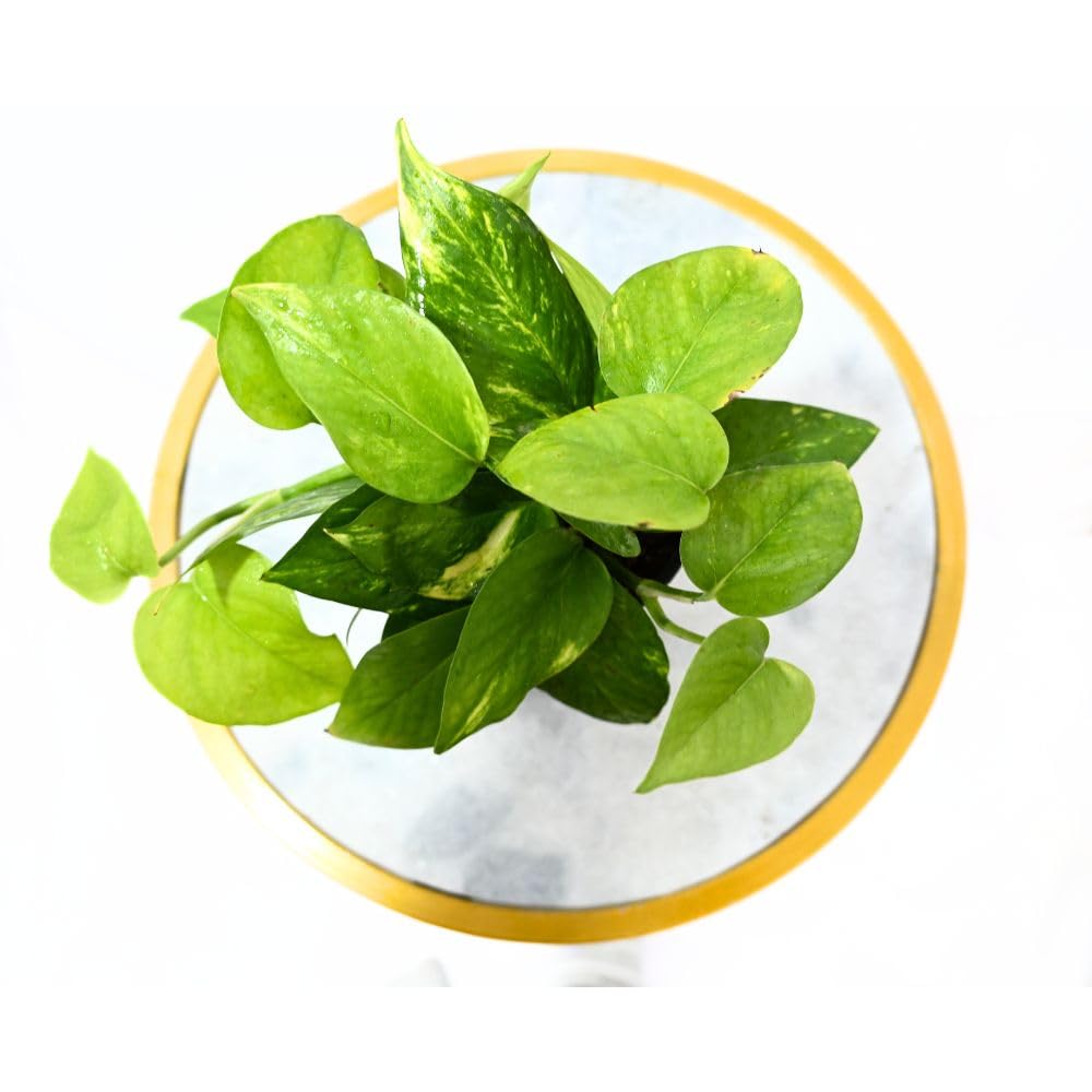 Nayra Money Plant - Green Indoor Plant with Pot -8 Nayra Money Plant - Green Indoor Plant with Pot -8