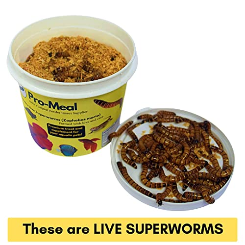 Image of Live Larvae Big Size Superworms - Hight Protein Treat Food for Aquarium Fishes Like Arowana, Flowerhorn & Birds, Reptiles, Monkeys & Other Pets for All Life Stages (50 Superworms)