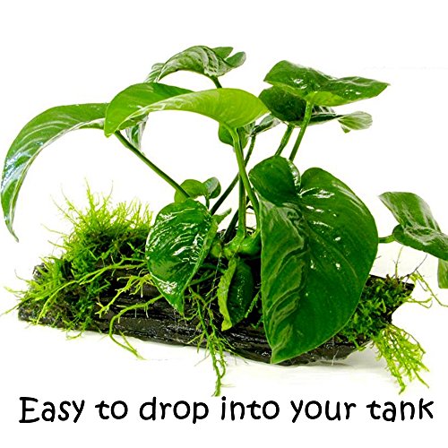 Greenpro (Anubias Barteri Butterfly) Anubias, Java Fern, Moss And More! Freshwater Live Aquarium Plants On Driftwood For Aquatic Tropical Fish Tank Decorations - Easy To Drop #TOP2
