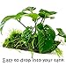 Greenpro (Anubias Barteri Butterfly) Anubias, Java Fern, Moss and More! Freshwater Live Aquarium Plants on Driftwood for Aquatic Tropical Fish Tank Decorations - Easy to Drop