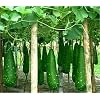 Bottle Gourd 5 Seeds