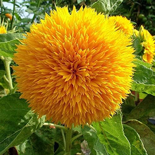 Welldales 30 UK Dwarf Teddy Bear Sunflower Seeds to Grow & Plant Yellow Flowers Pots & Garden