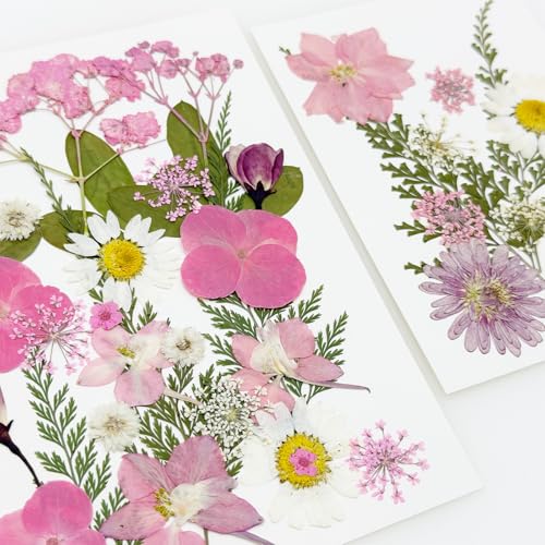 Cayway 40 flores secas prensadas naturales para manualidades miniatura 5
