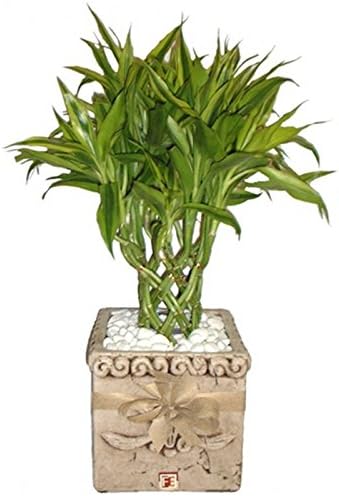 6 Kinds Lucky Bamboo Choose Potted Bonsai Variety Complete Dracaena Plant Purifying air Radiation Absorbing 20pcs - (Color: A4) — view 4