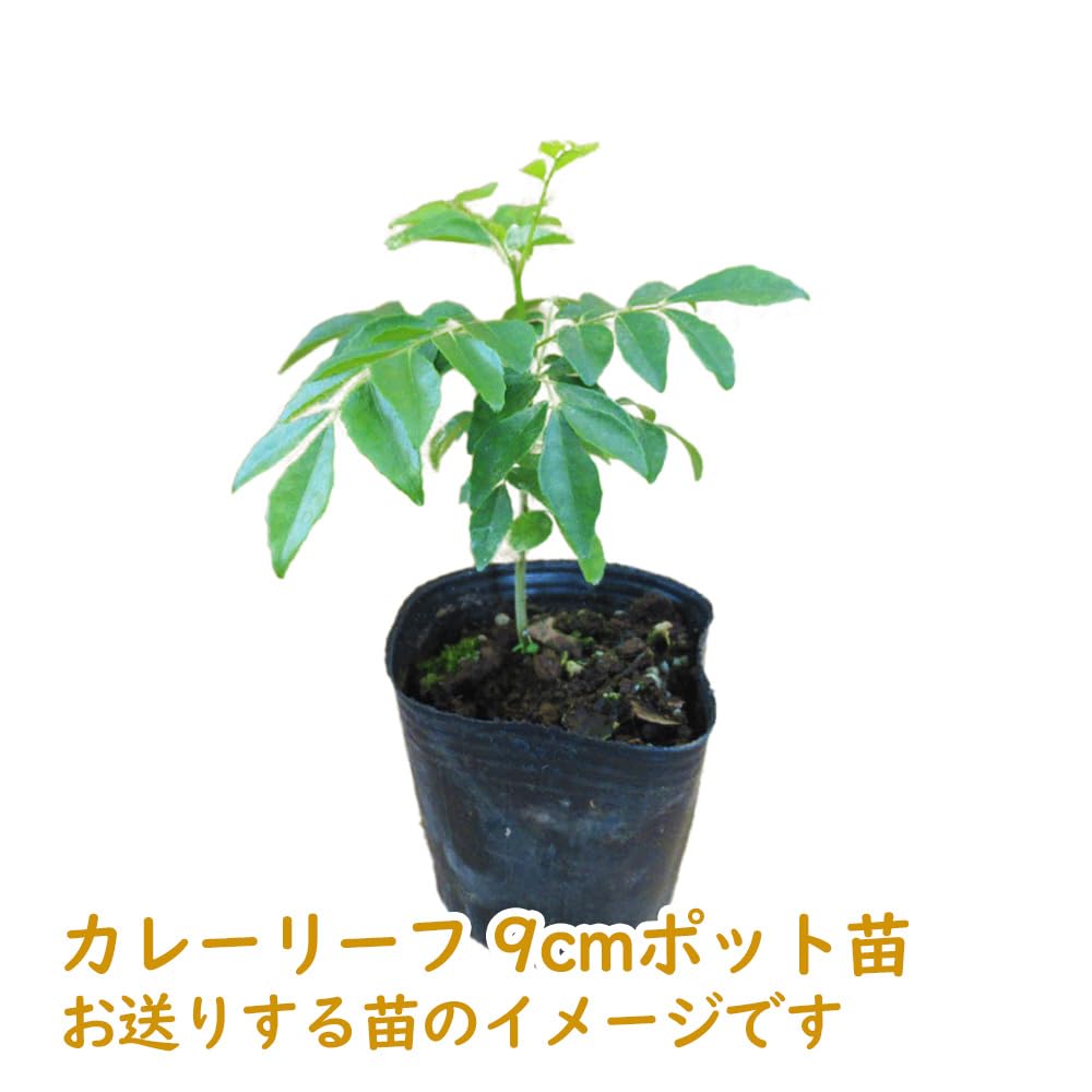 Amazon.co.jp: カレーリーフ 苗 苗木 9cmポット【1株】 ハーブ