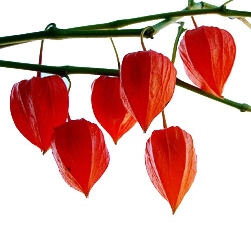 See full amazon price history chart for Nema Chinese Lanterns Cape Gooseberry Seeds - 30 Pcs Nema Chinese Lanterns Cape Gooseberry Seeds - 30 Pcs (B08NSRZP54) Amazon Price History, Amazon Price Tracker
