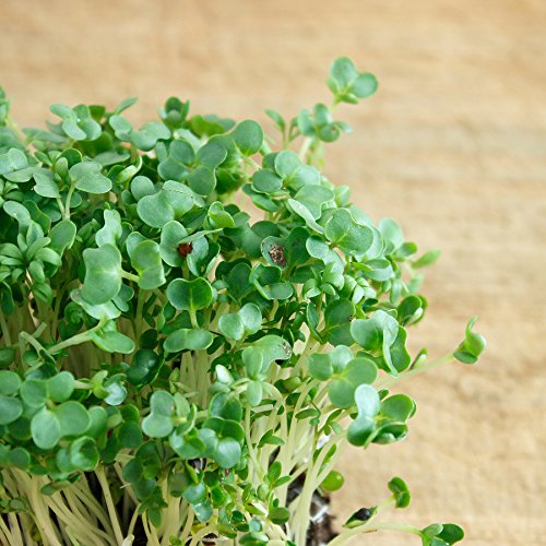 See full amazon price history chart for Creative Farmer Herb Seeds For Planting - Tall Nasturtium - Watercress Kitchen Garden Pack Creative Farmer Herb Seeds For Planting - Tall Nasturtium - Watercress Kitchen Garden Pack (B0753K6VTV) Amazon Price History, Amazon Price Tracker