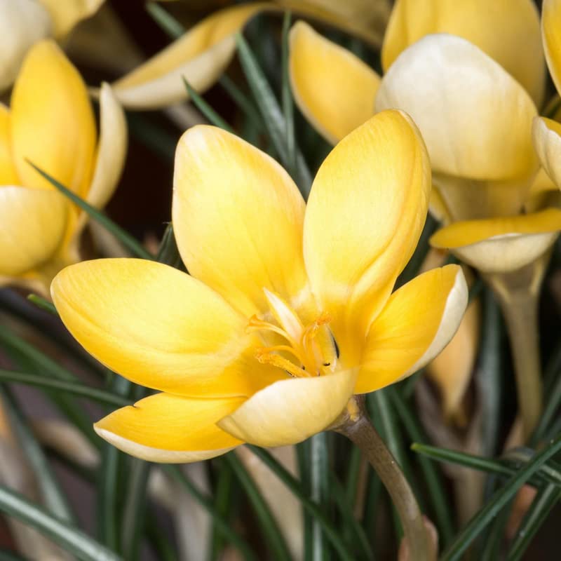 Image of IMP. Saffron | Crocus Excellent Quality Flower Bulbs for Attractive Aromatic Flowers Home Outdoor Gardening Plants Flowering Bulbs (pack of 12, Chrysanthus Romance)