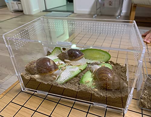 AWXZOM Estojo de acrílico magnético, gabinete de micro habitat pequeno para tarântula arbórea, escor