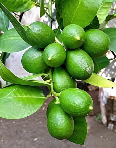 Image of REMASLARIC-Baromasi Fresh Kagzi Lemon(Limbo) Fruit Tree Grafted plant || For home garden Lemon tree outdoor indoor plant.