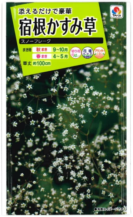 Amazon.co.jp: 宿根かすみ草・スノーフレーク 種子 0.4ml （この一袋で