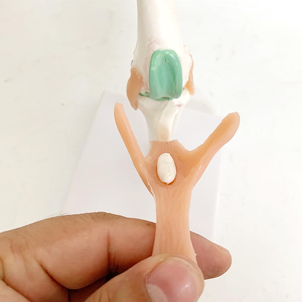 Modell zum Lernen der Gelenke und des Skeletts des Hundes mit Knie- und Bandfunktionen für die Erziehung von Haustieren