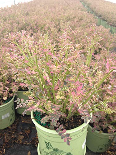 American Beauties Native Plants Polemonium r. 'Stairway to Heaven' (Jacobs Ladder) Perennial, 1-Size Container, Light Blue Flowers American Beauties Native Plants Polemonium r. 'Stairway to Heaven' (Jacobs Ladder) Perennial, 1-Size Container, Light Blue Flowers
