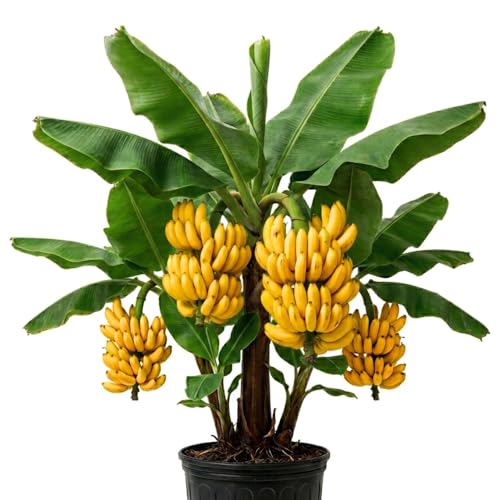 Dwarf Cavendish Banana Tree Live Plant in 1 Gal Pot Hardy Banana Live Plant Live Banana Fruit Tree 1-2 Year Old Well-Rooted No Ship to CA