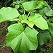 Daun Jarak Pagar - Jatropha curcas leaf Dried Leaf (80 Gram)
