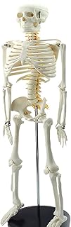 Human Skeleton Model, Life Size Anatomical Skeleton Replica with Spinal Nerves, Muscle Insertion and Origin Points, Joint Ligaments for Human Skeleton Anatomy Study (Size : 85Cm) SaiFei