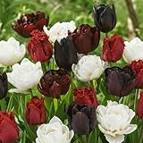 DUTCH BULBS EXCLUSIVE PLANTS FROM HOLLAND