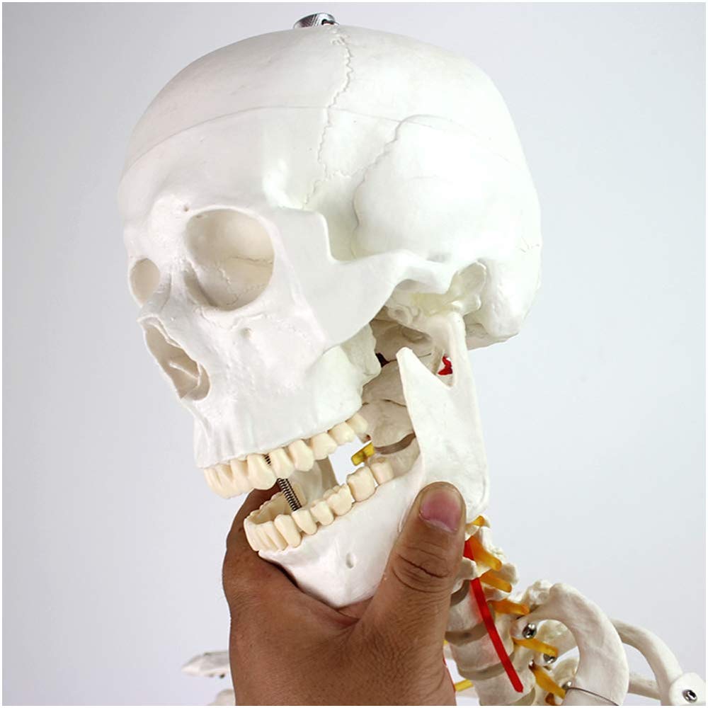 Sjdopulse Human Skeleton Model Flexible Skeleton Anatomy Model - Full Size Anatomical Skeleton Model With A Flexible Spine - For Medical Educational Teaching