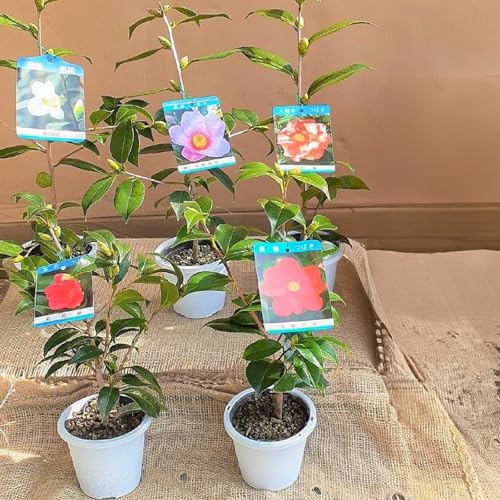 久留米の特産花卉 椿の苗木 5種 5本 セット (椿 2年生苗 高さ 30cm 前後) セット品