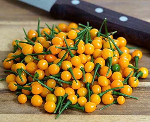 Hot Chili Pfeffer Aji Charapita - sehr scharf und ertragreich - Pepper - 10 Samen Cover