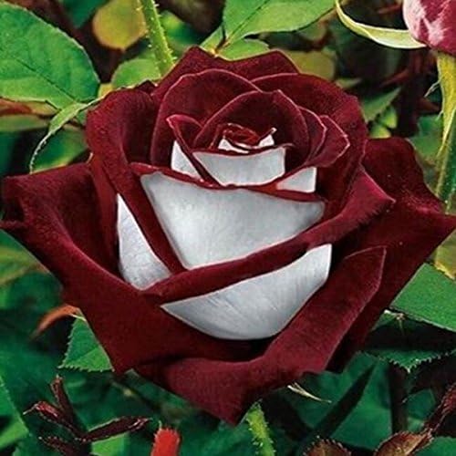 20seeds/Pack Bonsai Holland Rainbow Rose Seeds