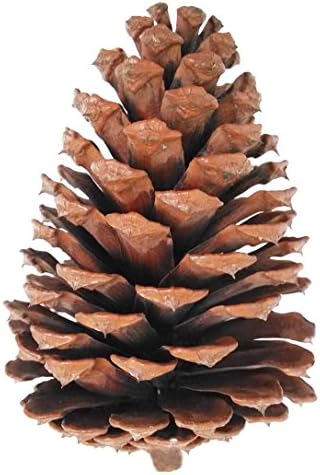 12 Pinecone 3 To 4 Inch Tall Grown On Oregon Pacific Ponderosa Pine Trees For Christmas Decor