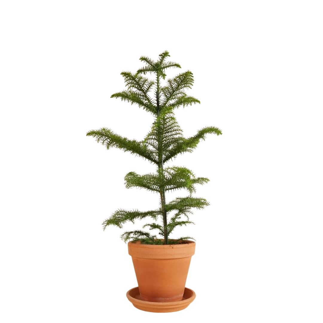 Araucaria heterophylla Pino di Norfolk - Conifera sempreverde a chioma conica, Rami a piani orizzontali, In vaso fino a 2 m, Ama luoghi umidi e mezz’ombra