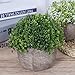 Ogrmar Mini Plastic Faux Plants in Pot/Small Topiary Shrubs Fake Greenery for Bathroom, House Decorations (Green Grass)