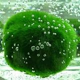 9Pcs Moss Balls for Fish Tank Aquarium Plants Freshwater Moss Ball Decorative, Grrren, 1.2-1.5" (9)